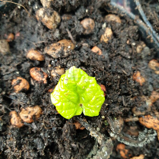 Prydrabarber (Rheum Palmatum Tanguticum)