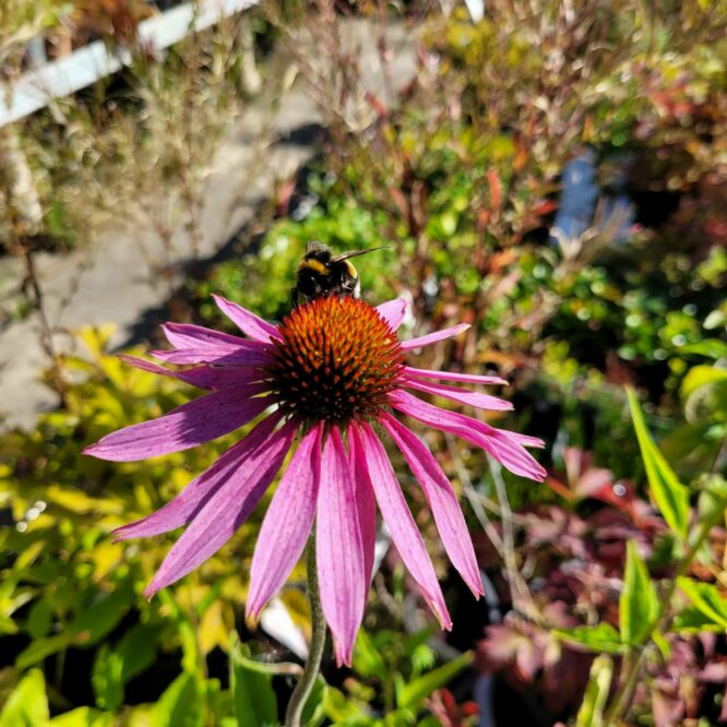 Purpursolhat (Echinacea Purpurea)