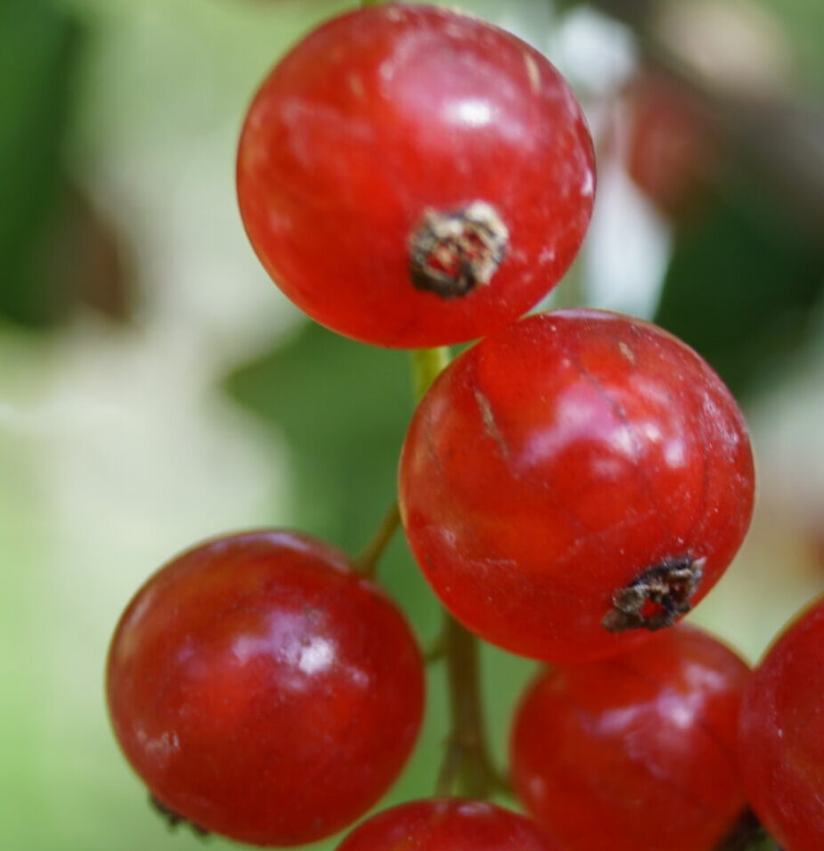 Ribsbusk Røde Store bær (Ribes rubrum ‘Rondom)