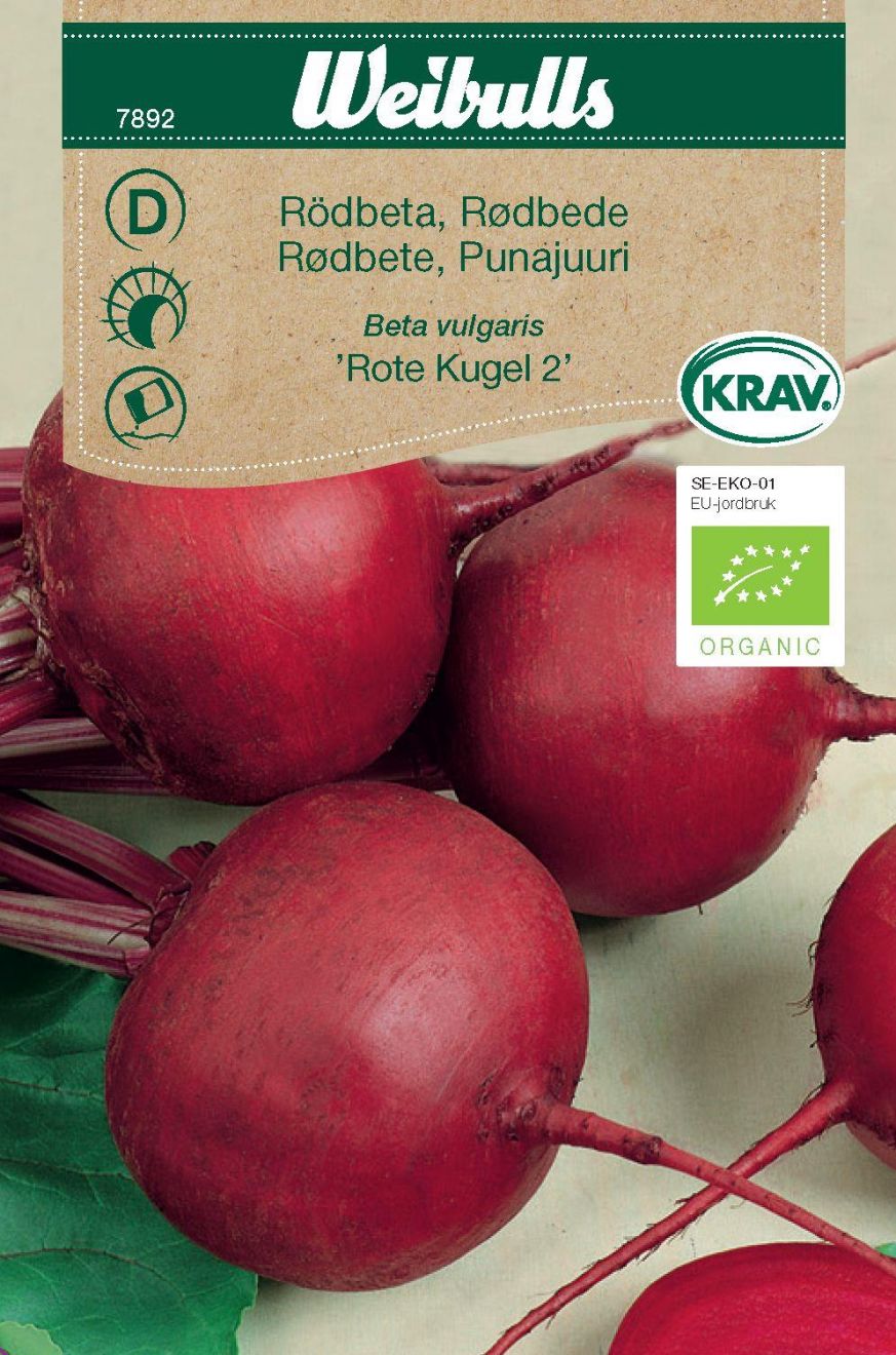 Rødbede (Beta vulgaris ‘Rote Kugel 2’)