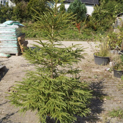 Rødgran (Picea abies) Pottegroet