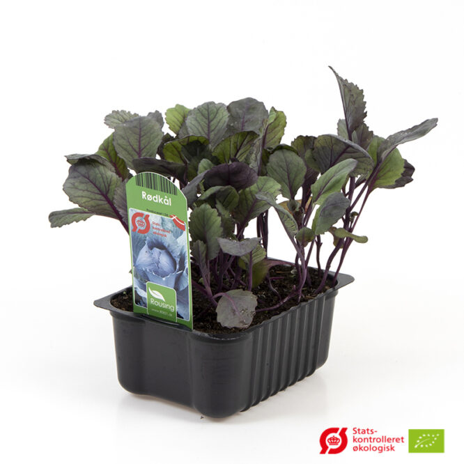 Rødkål (Brassica oleracea var. Capitata) | Økologisk Udplantningsbakke