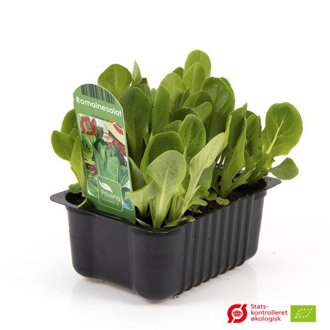 Romainesalat (Lactuca sativa var. longifolia) | Økologisk Udplantningsbakke