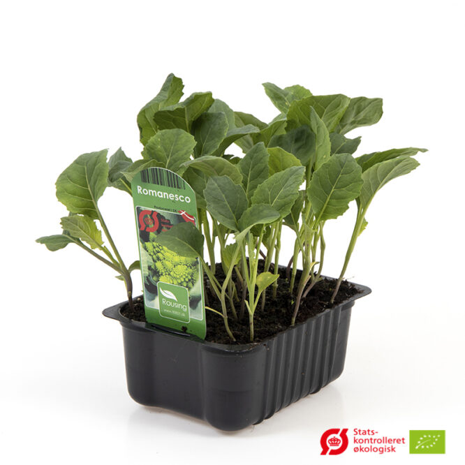 Romanesco Kål (Brassica oleracea Romanesco) | Økologisk Udplantningsbakke