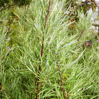 Rosmarin-Pil (Salix repens ssp. rosmarinifolia)