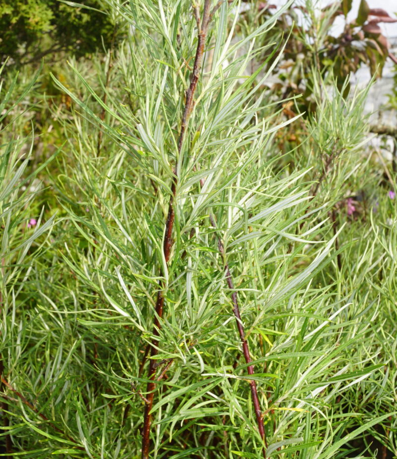 Rosmarin-Pil (Salix repens ssp. rosmarinifolia)