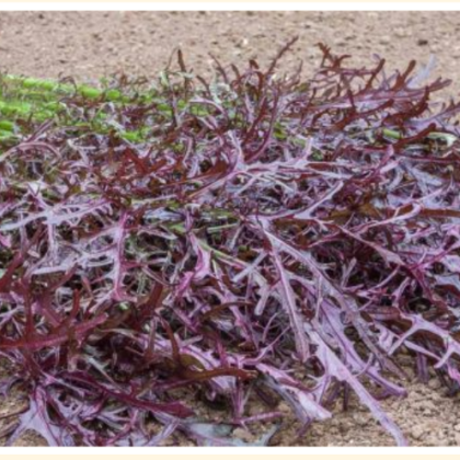Salat-Asiatisk Salat (Moutarde rouge metis) Økofrø fra bingenheimer. Mængde: frø til ca. 5 m²