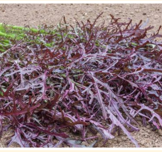 Salat-Asiatisk Salat (Moutarde rouge metis) Økofrø fra bingenheimer. Mængde: frø til ca. 5 m²