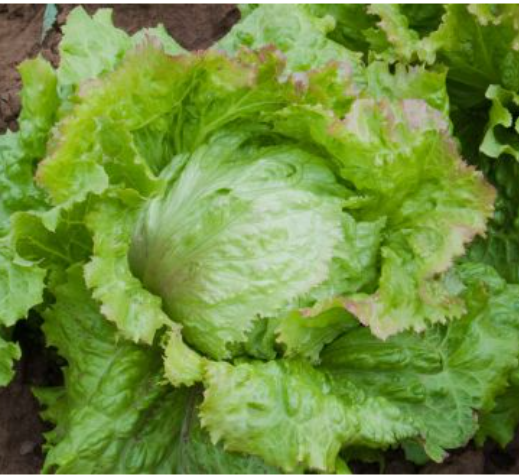 Salat-Hoved Eis  (Eis 4) Økofrø fra bingenheimer. Mængde: frø til ca. 120 Planter