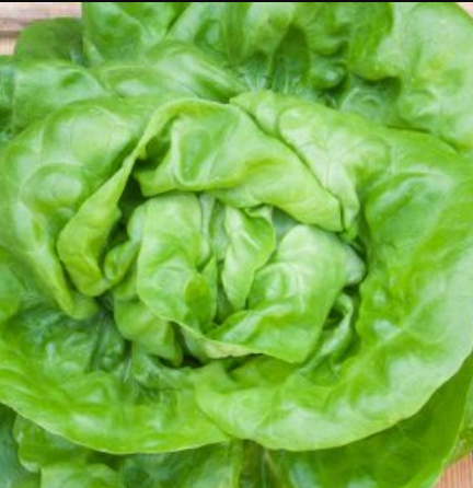 Salat-Hovedsalat (Briweri) Økofrø fra bingenheimer. Mængde: frø til ca. 80 Planter