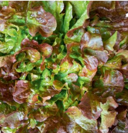 Salat-Rød Bowl Salat (Red Salad Bowl) Økofrø fra bingenheimer. Mængde: frø til ca. 120 Planter
