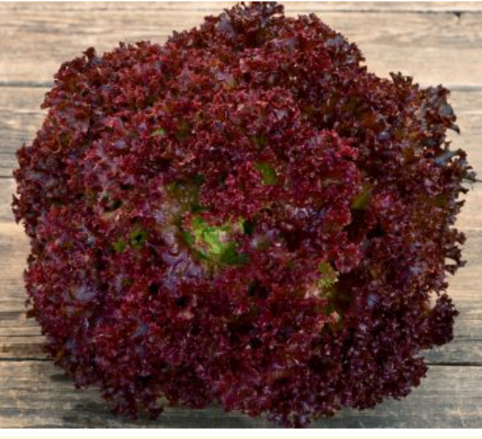 Salat-Rød Pluk Salat (Lollo Rossa) Økofrø fra bingenheimer. Mængde: frø til ca. 120 Planter