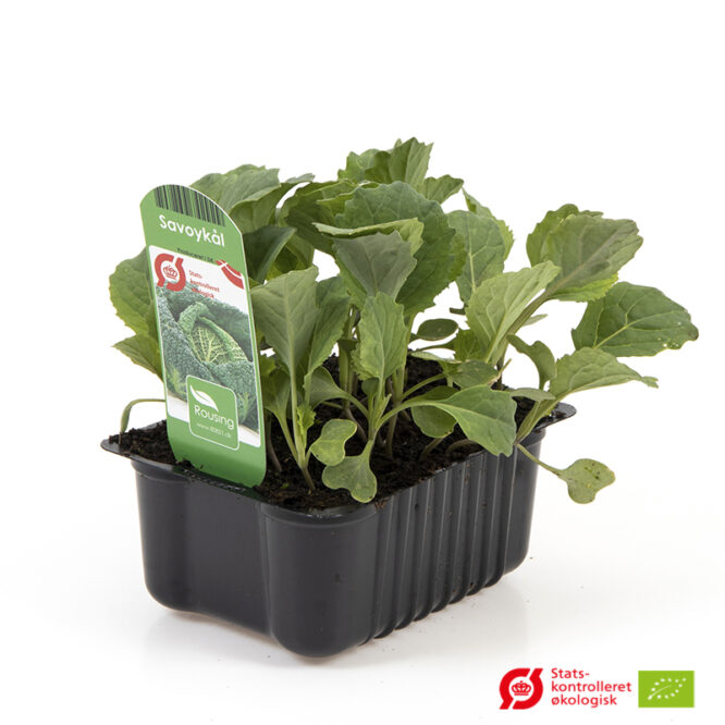 Savoykål (Brassica oleracea var. Sabauda) | Økologisk Udplantningsbakke