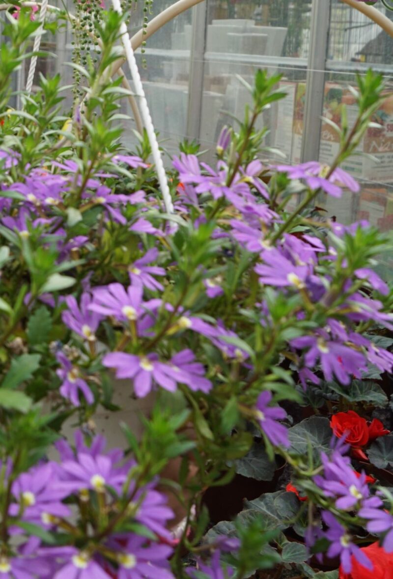 Scaevola Purfle Haze (Vifteblomst)