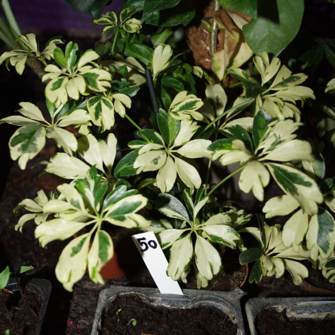 Schefflera actinophylla Janine (paraply plante)