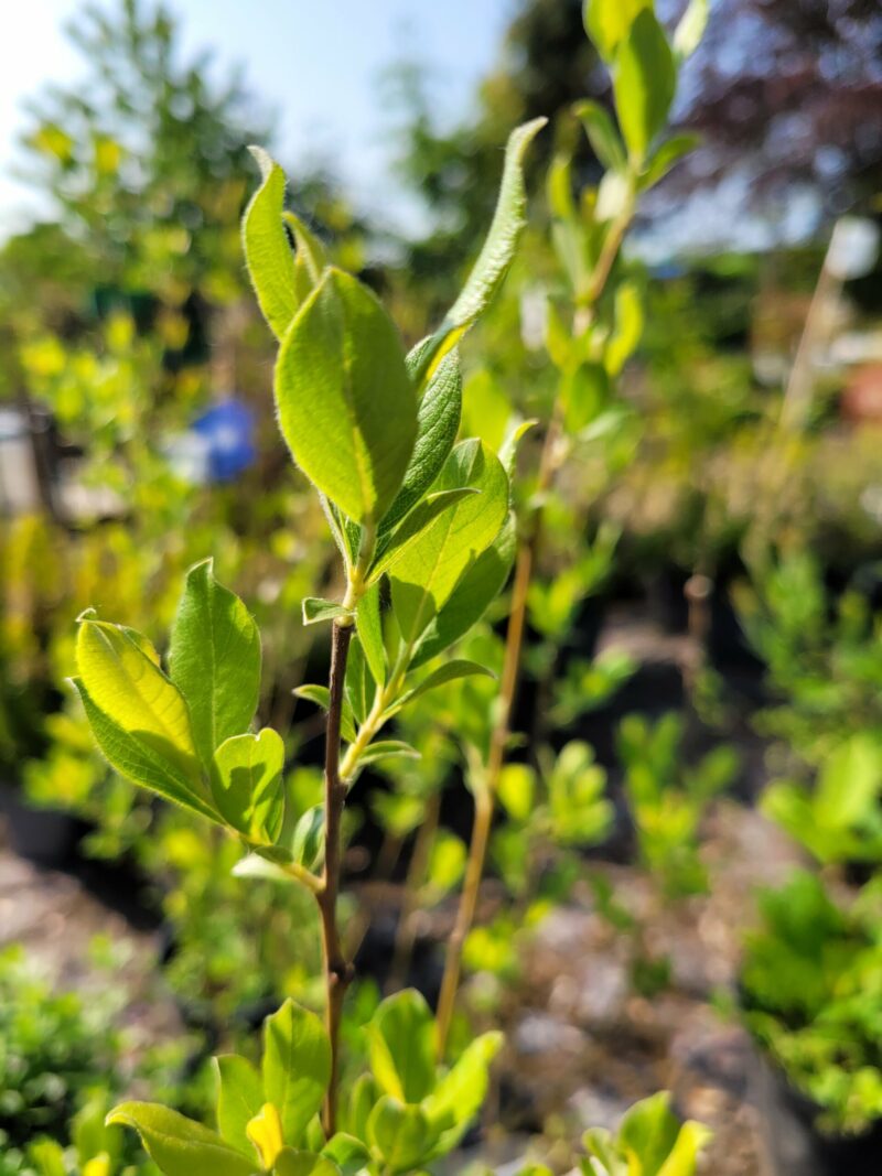 Selje-Pil (Salix caprea)