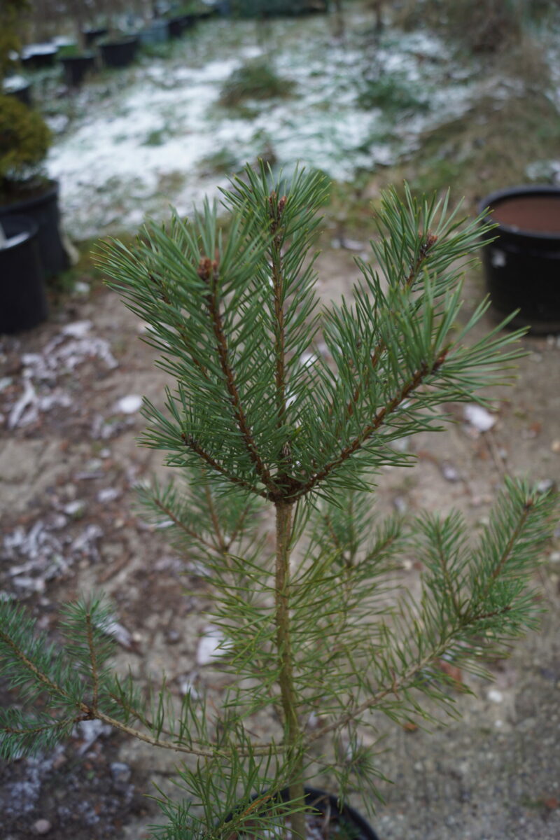 Skovfyr (Pinus sylvestris) - Image 2