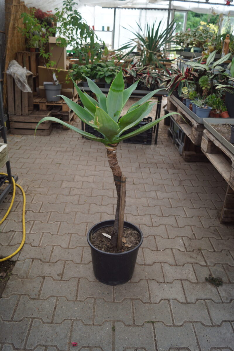 Snabel Agave STOR gammel moder plante (Agave Attenuata) - Image 2