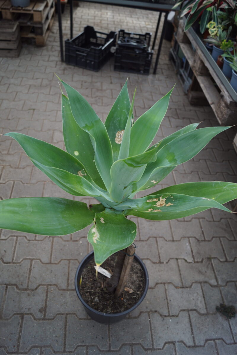 Snabel Agave STOR gammel moder plante (Agave Attenuata) - Image 4