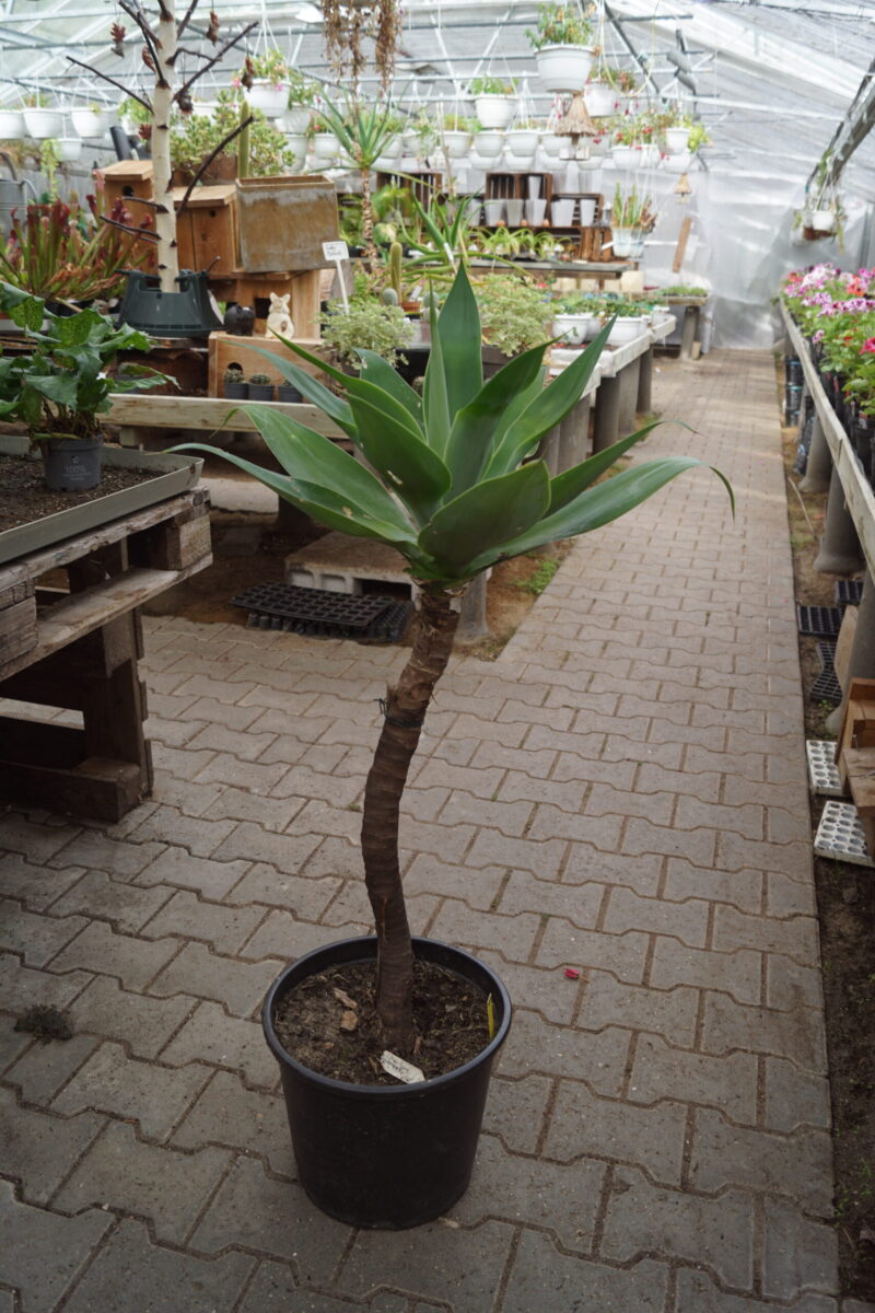 Snabel Agave STOR gammel moder plante (Agave Attenuata)