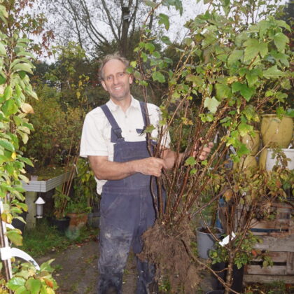 Solbærbusk Ben Alder XXL (Ribes nigrum Ben Alder) (Kopier)