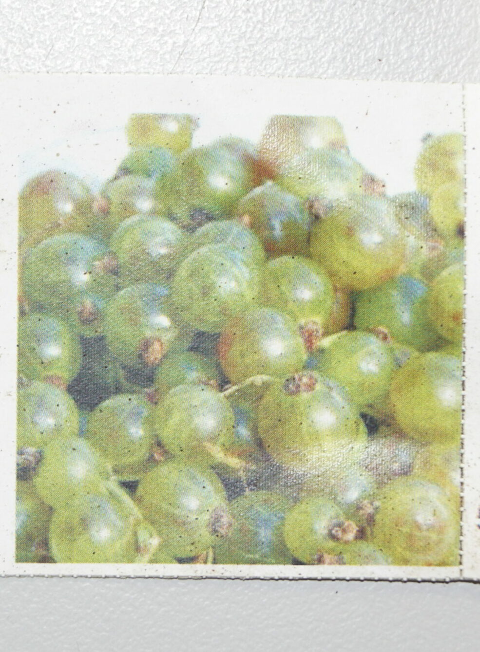 Solbærbusk Grøn (Ribes nigrum ‘Vertii’)