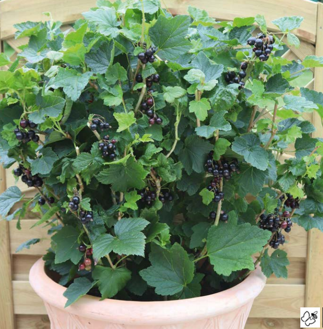 Solbærbusk Patio Black (Ribes nigrum ‘Summrt Pearls Patio Black’)