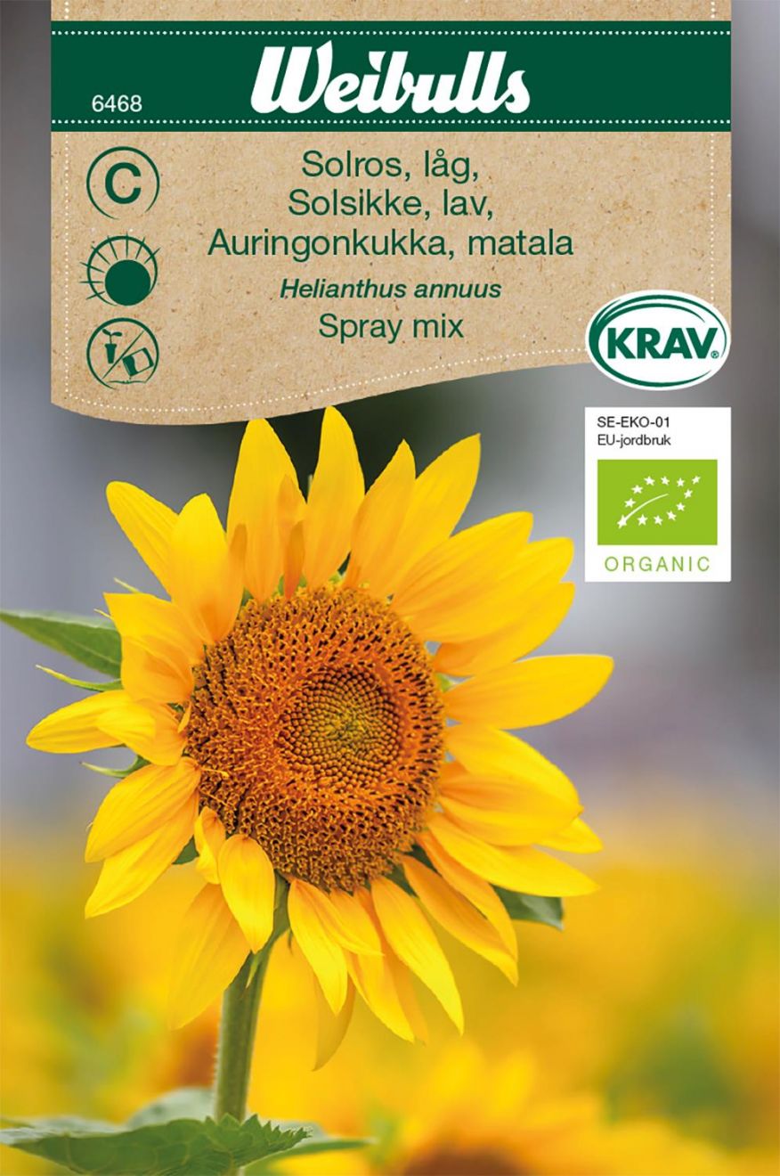 Solsikke Spray Mix (Lav) (Helianthus annuus ‘Spray Mix’) Mængde ca. 25 frø