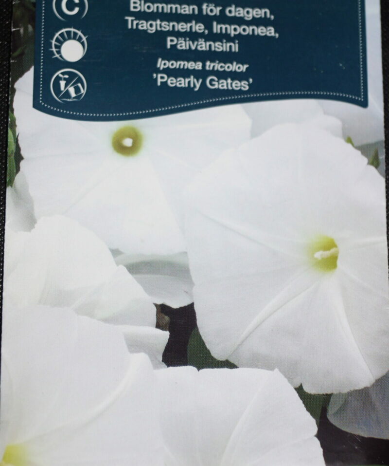 Snerle-Tragtsnerle (Ipomea tricolor 'Pearly Gates') Mængde: ca. 20 Frø