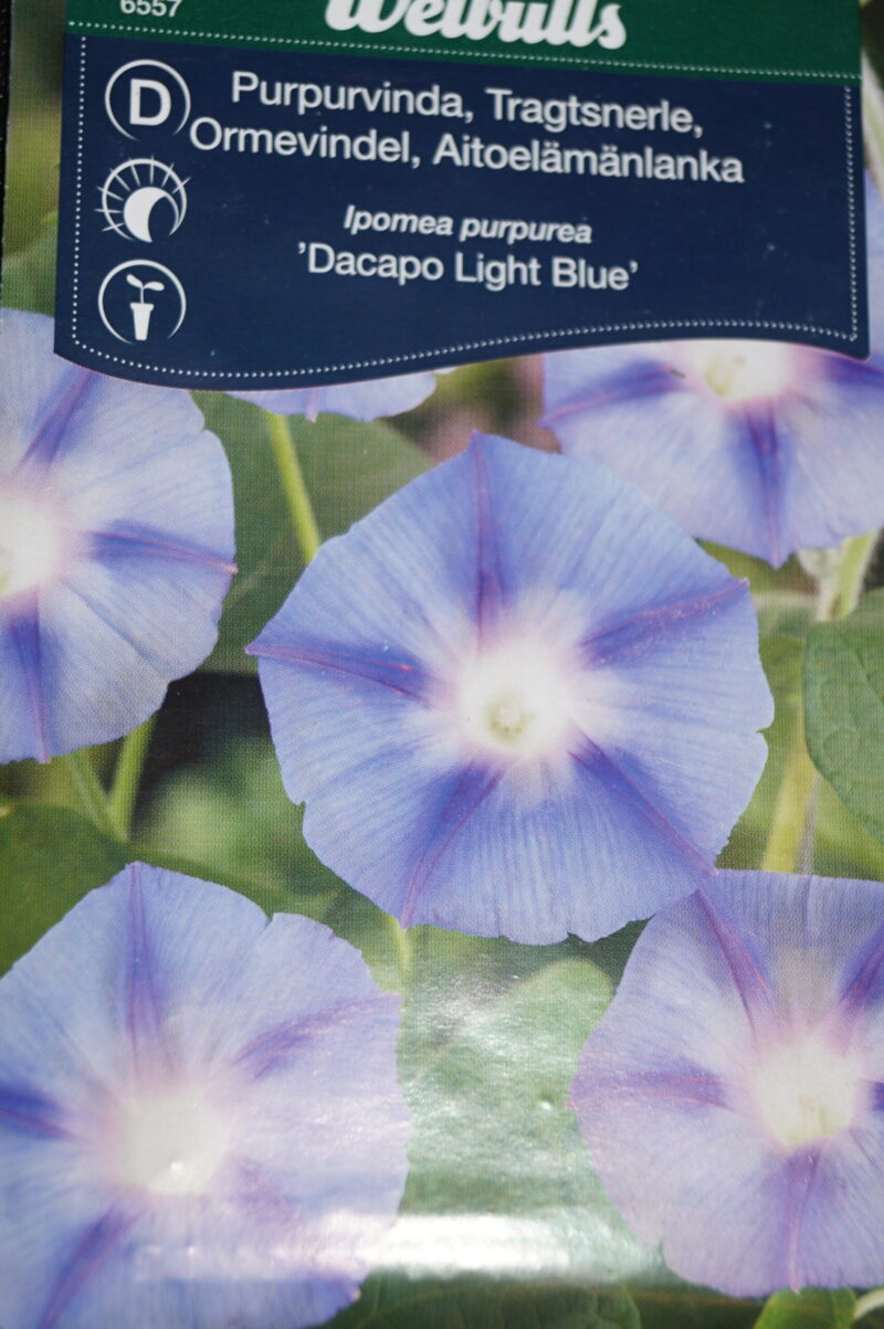 Snerle-Tragtsnerle (Ipomea purpurea 'Dacapo Light Blue') Mængde: ca. 20 Frø