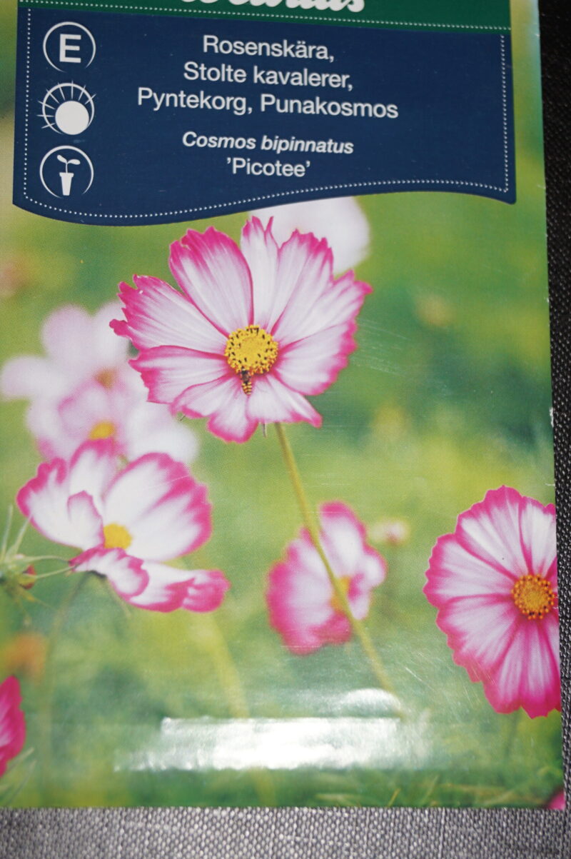 Stolte kavalerer (Cosmos bipinnatus 'Picotee') Mængde: 1 gram (4 meter række)