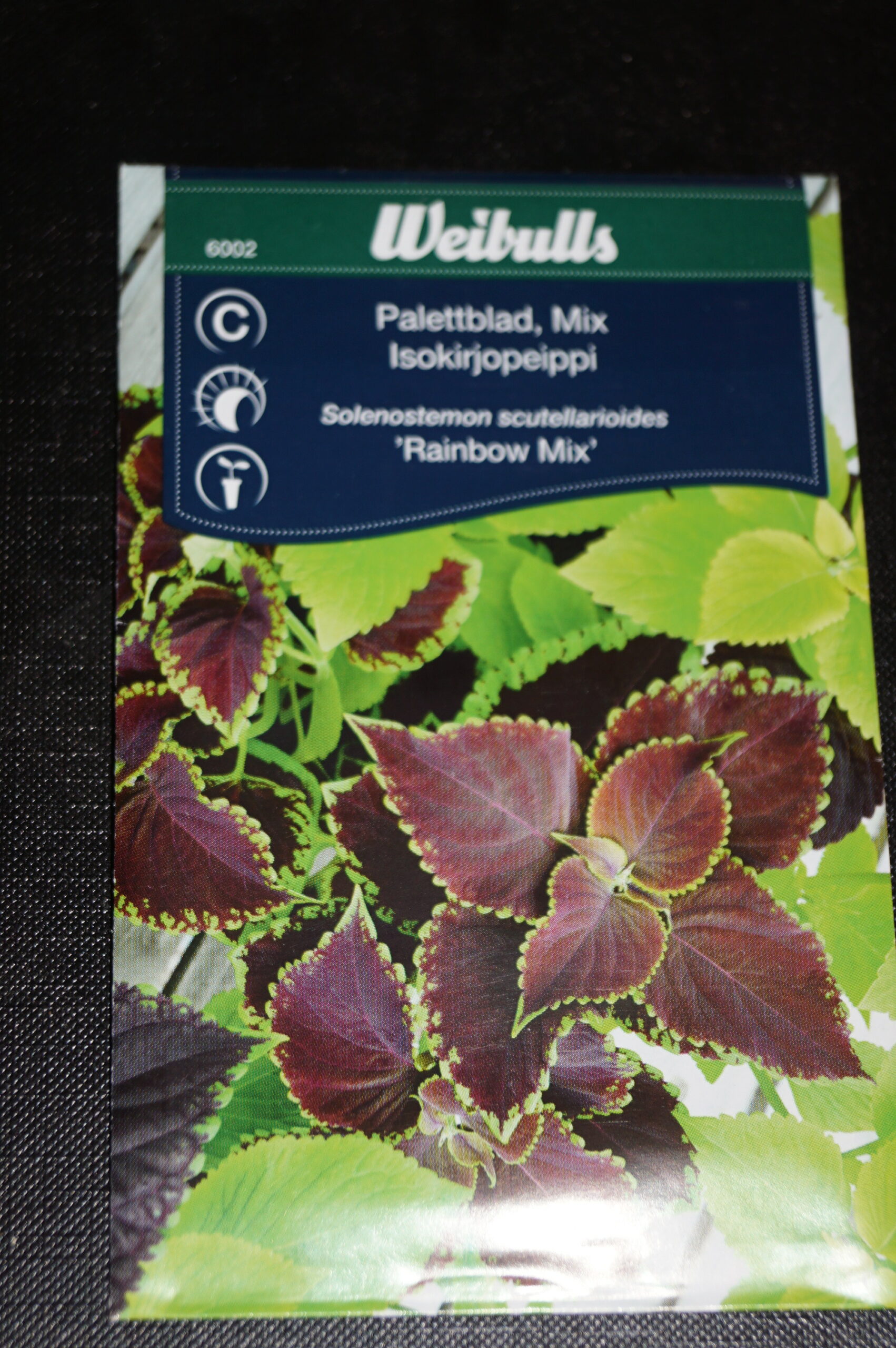 Paletblad (Solenostemon scu.’Rainbow Mix’) Mængde: til ca. 30 planter