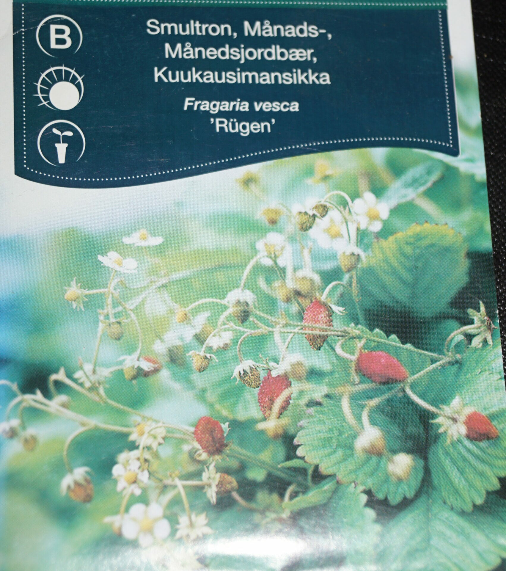 Jordbær-Månedsjordbær (Fragaria vesca ‘Rügen’) Mængde: ca. 55 Frø