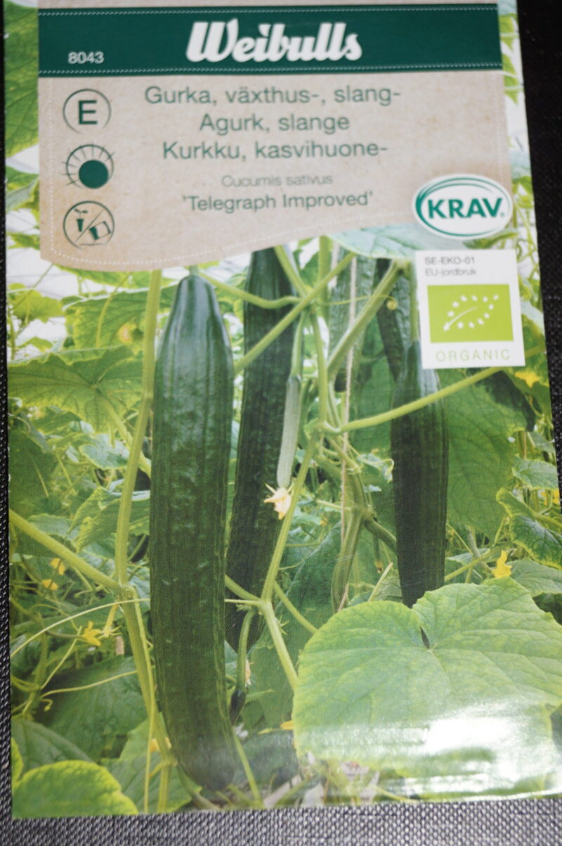 Agurk-Væksthus (Cucumis sativus 'Telegraph Improved')