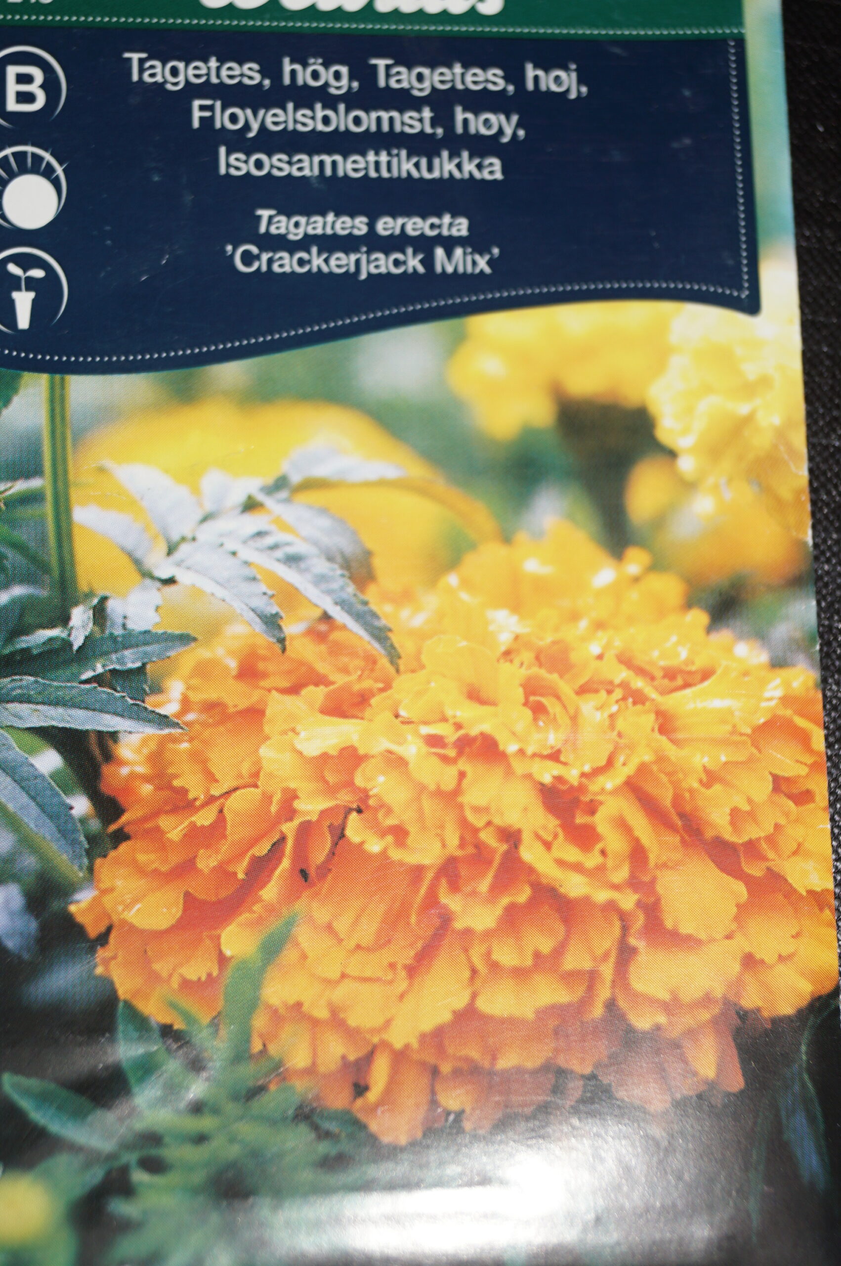 Tagetes-Fløjlsblomst Høj (Tagetes erecta ‘Crackerjack Mix’) Mængde: ca. 30 Frø