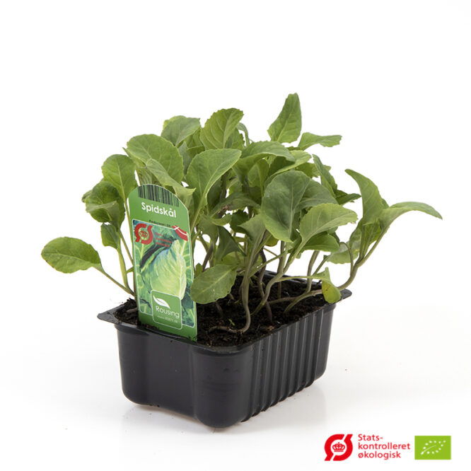 Spidskål (Brassica oleracea) | Økologisk Udplantningsbakke