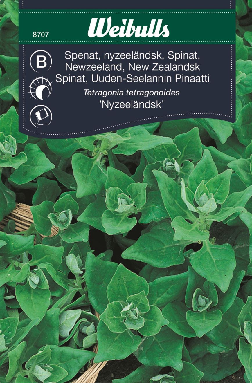Spinat-New Zealandsk Spinat (Tetragonia tetragonoides ‘Newzeeländsk’) Mængde: 5 gram