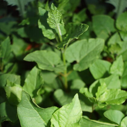 Spinatranke Flerårig (Hablitzia tamnoides)