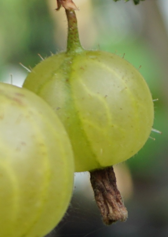 Stikkelsbærbusk Grøn almindeligt (Ribes uva-crispa ‘Grøn Hinnonmäki’)