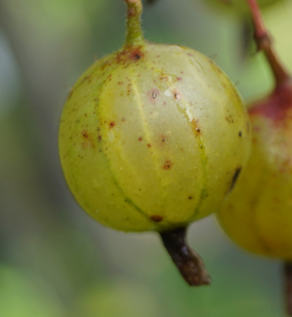Stikkelsbærbusk Gul almindeligt (Ribes uva-crispa ‘Gul Hinnonmäki’)
