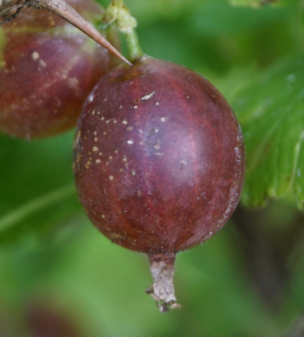 Stikkelsbærbusk Rød almindeligt (Ribes uva-crispa ‘Rød Hinnonmäki’)