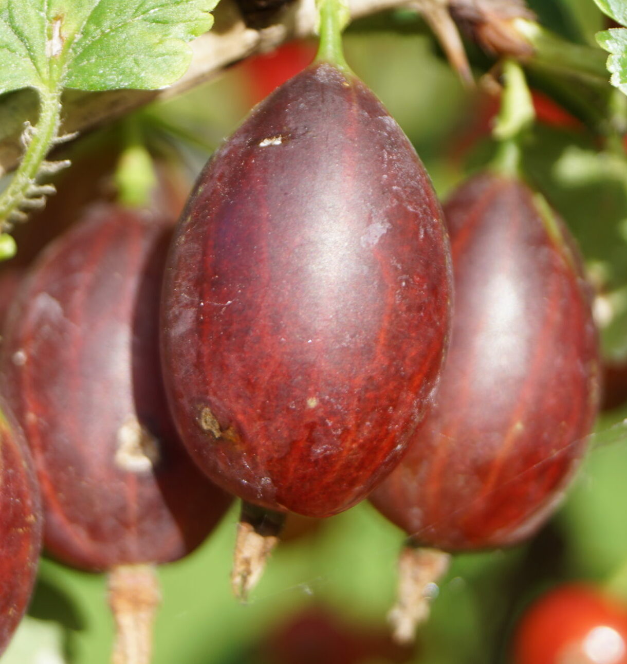 Stikkelsbærbusk Rød Captivator “Tornfri” (Ribes uva-crispa ‘Captivator’)