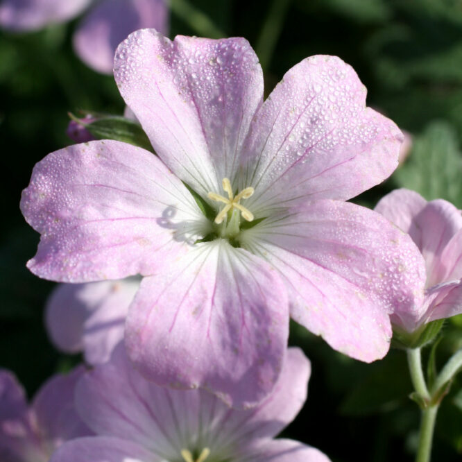 Storkenæb Dreamland (Geranium hybrid Dreamland)