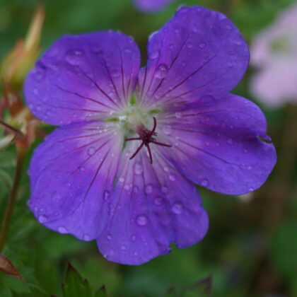 Storkenæb Rozanne (Geranium Hybrida Rozanne)