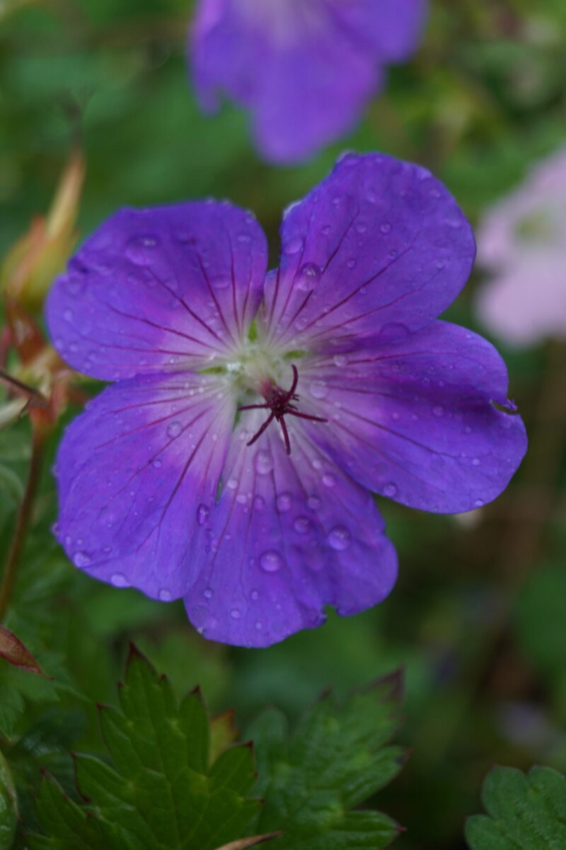 Storkenæb Rozanne (Geranium Hybrida Rozanne)