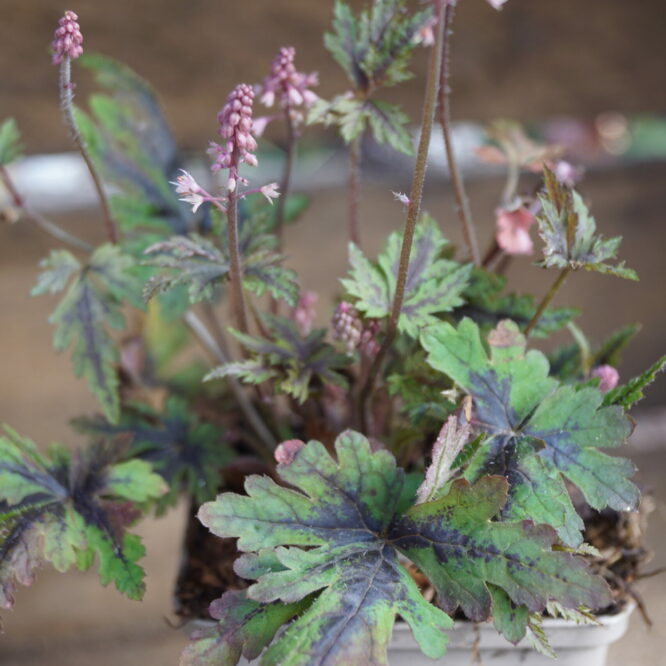 Tiarella “Angel Wings” (Skumblomst)