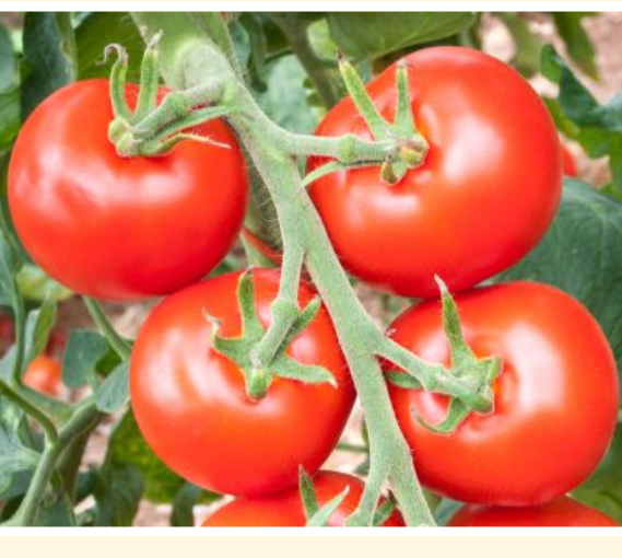 Tomat-Almindeligt Friland-Drivhus  (Solanum lycopersicum ‘Hellfrucht’) Økofrø fra bingenheimer. Mængde: ca. 22 frø
