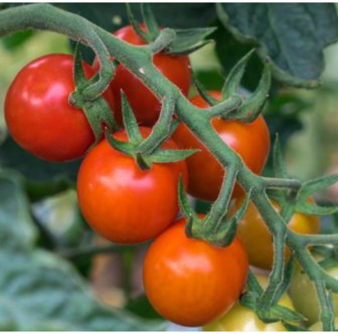 Tomat-Cherry God Frilandssort  (Solanum lycopersicum ‘Primabella (AS)’) Økofrø fra bingenheimer. Mængde: ca. 10 frø