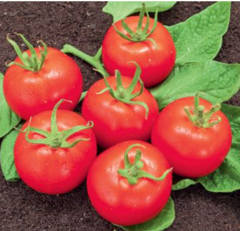 Tomat-God Frilandssort  (Solanum lycopersicum ‘Matina’) Økofrø fra bingenheimer. Mængde: ca. 22 frø