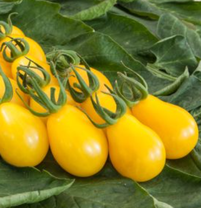 Tomat Gul pære (Solanum lycopersicum ‘Yellow Submarine’) Økofrø fra bingenheimer. Mængde: frø til ca. 25 Planter